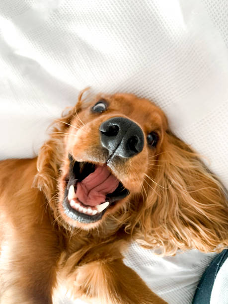 A cocker spaniel puppy lying on his back on the bed indoors, looking towards the camera being playful.