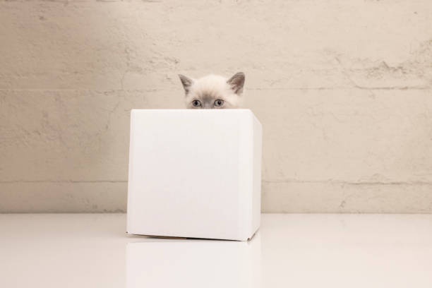 Playful siamese kitten in a cardboard box stock photo