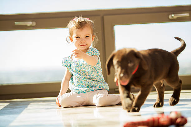 Playing fetch with my puppy Cute little girl playing fetch with his brown Labrador at home beautiful young brunette girl playing with her dog stock pictures, royalty-free photos & images