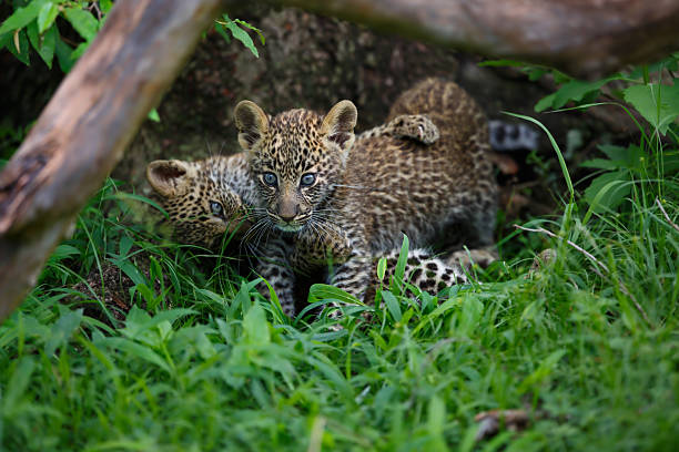 Playing Leopard cubs in Masai Mara stock photo