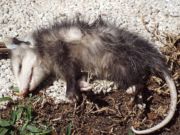 Playing Possum Young Opossum "Playing Possum" possum stock pictures, royalty-free photos & images