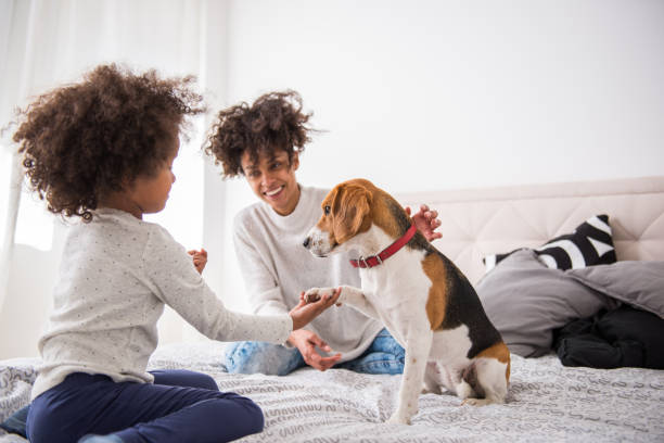 Playing with pet Young cute girl playing with her dog. beagle puppies stock pictures, royalty-free photos & images