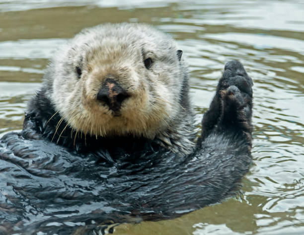 "Please Dont Look at Me" Otter stock photo