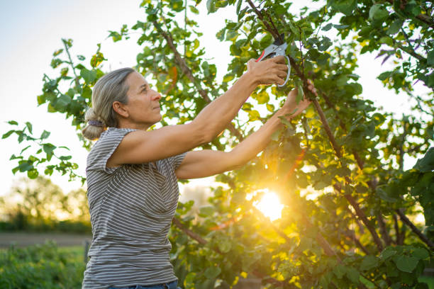 pleased woman cutting tree branches in her garden at sunset side view portrait shot mature adult woman on ladder in her garden cutting branches of apricot tree on late summer sunny day at sunset pruning gardening stock pictures, royalty-free photos & images