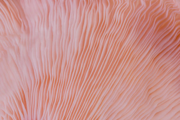 Pleurotus djamor is beautiful mushrooms color pink abstract background macro close up of Pleurotus djamor is beautiful mushrooms color pink oyster mushroom stock pictures, royalty-free photos & images