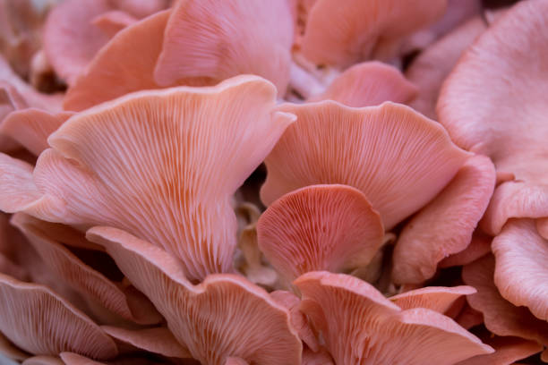 Pleurotus djamor mushrooms background Close-up of pleurotus djamor or pink oyster mushrooms background oyster mushroom stock pictures, royalty-free photos & images