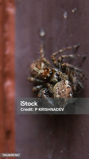 istock plexippus paykulli species of cannibalistic jumping spider 1342600367