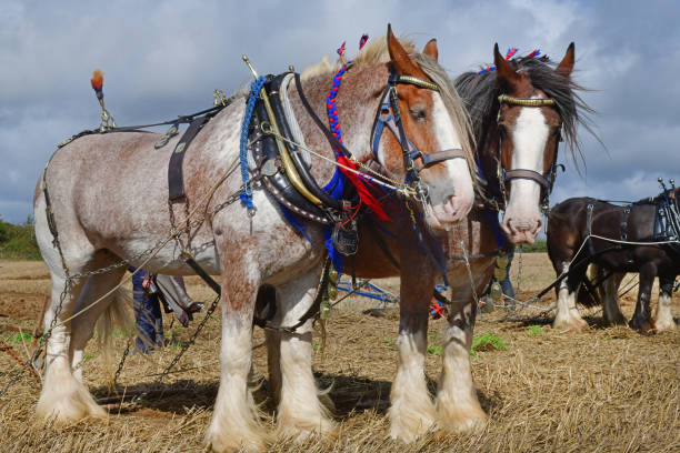 Ploughing match Shire horses at an annual ploughing "match" competition with traditional working Horses and tractors and other machinery  Hellingly village in East Sussex, UK shire horse stock pictures, royalty-free photos & images