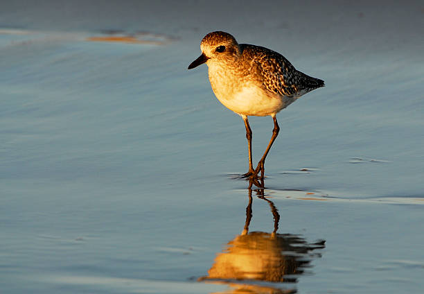 Plover on the Hunt stock photo