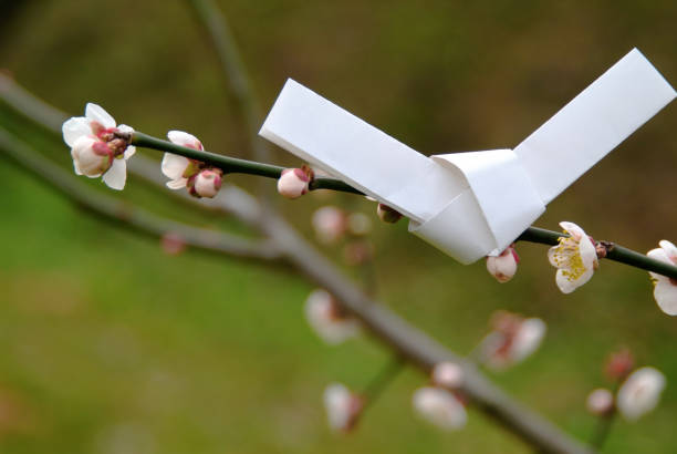 幸運の梅の花 - おみくじ ストックフォトと画像