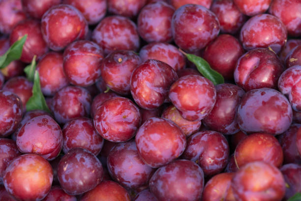 plum fruits on market stock photo