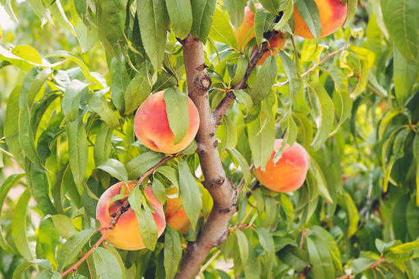 Plum peach tree with fruits growing in the garden Formal Garden, Italy, Summer, Tuscany, Peach Tree peach tree stock pictures, royalty-free photos & images