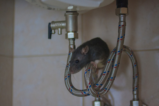 plumbing concept. decorative black mouse on water heater pipes. rat home. symbol of the Chinese new year 2020. vertical orientation of the sheet