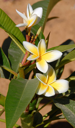 Delicate white-yellow  Frangipani flowers,best known for their intense fragrance.