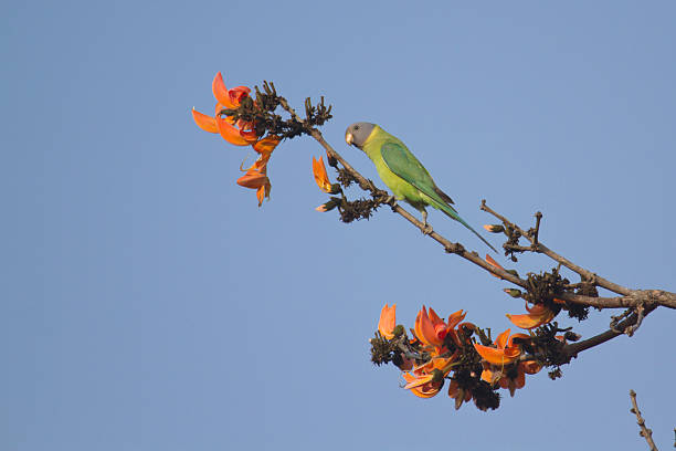 Plum-headed parakeet in Bardia, Nepal species Psittacula cyanocephala chitwan stock pictures, royalty-free photos & images