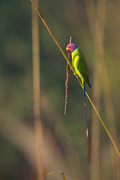 Plum-headed parakeet male in Nepal species Psittacula cyanocephala terai stock pictures, royalty-free photos & images