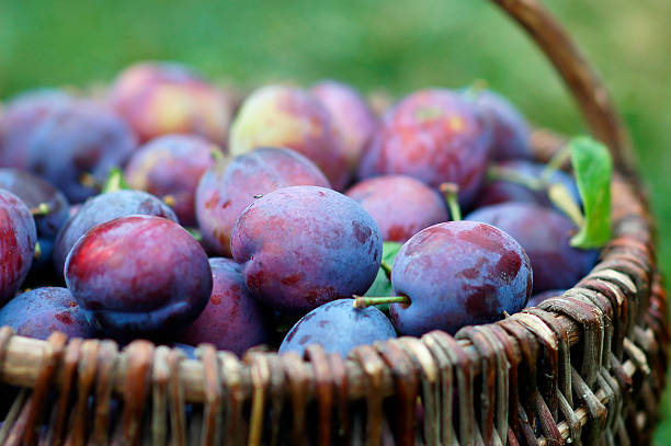 8,829 Basket Of Plums Stock Photos, Pictures & Royalty-Free ...