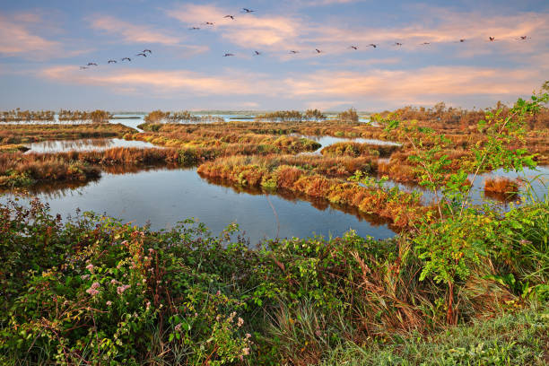 Po Delta Park, Veneto, Italy: landscape of the swamp with a flock of pink flamingos stock photo