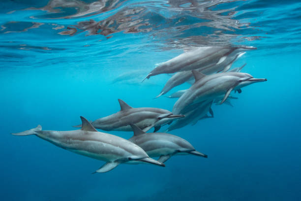 Pod of Dolphins stock photo