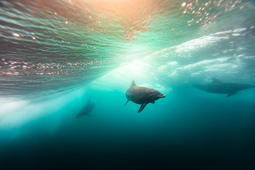 pod of dolphins swimming in the ocean under golden light