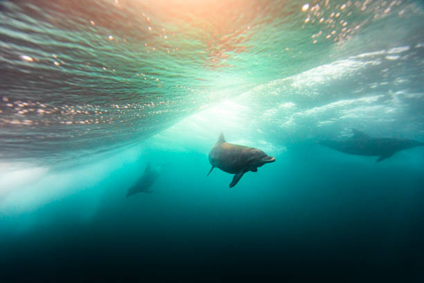 pod of dolphins swimming under golden light stock photo