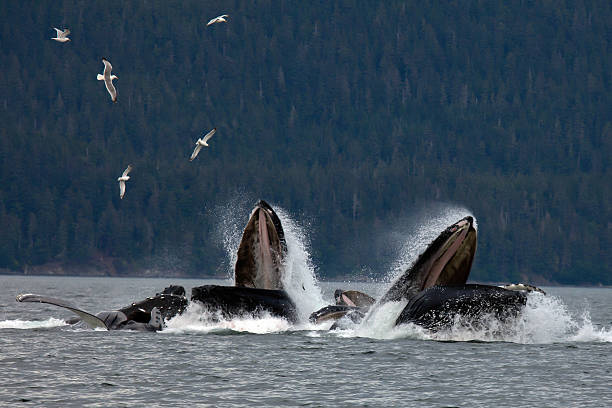 pod of humpback whales - bultrug stockfoto's en -beelden