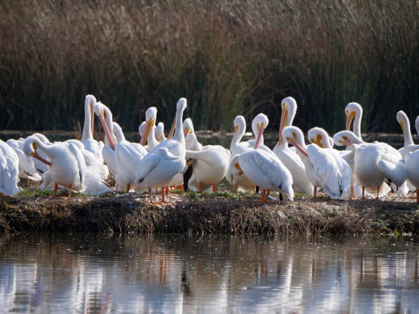 A Pod of Pelicans stock photo