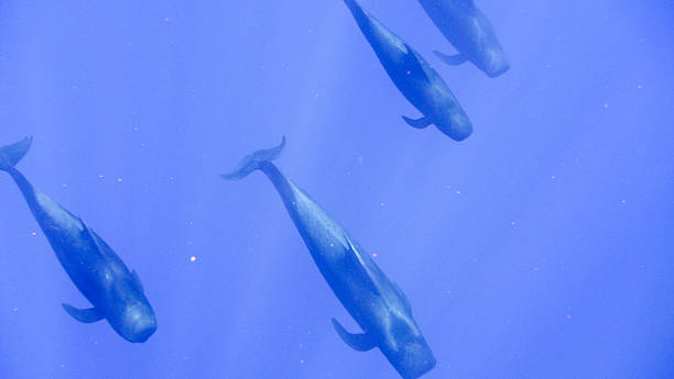鯨の群れのストックフォト Istock