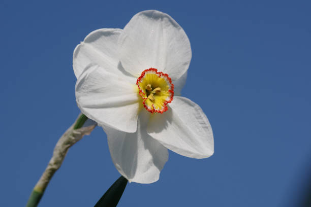 Poet Daffodil stock photo