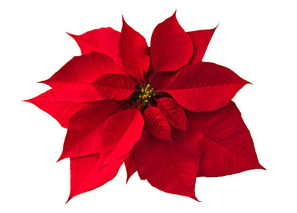 Royalty Free Poinsettia Pictures, Images and Stock Photos - iStock