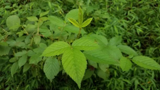poison ivy plant with green leaves and thorns stock photo