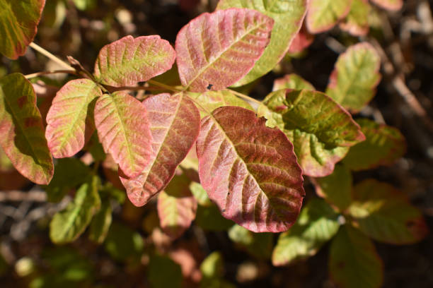 Poison Oak Leaf Close Up In Middle Of September For Plant Identification In Northern California High Quality stock photo