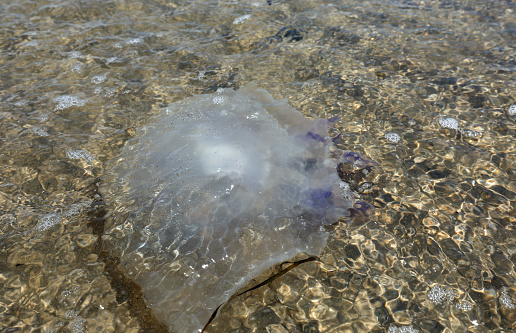 large poisonous jellyfish with stinging spines beached on the seashore