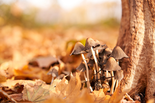 Poisonous mushrooms group grow in autumn leaves near the tree. toadstool grebe fungus fairy-mushroom background