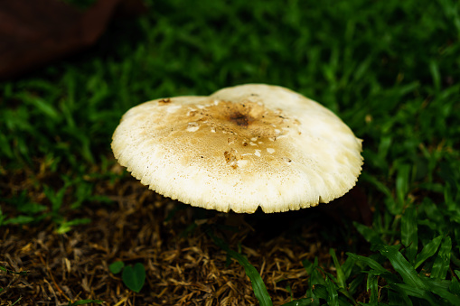 Giftige Pilze Wachsen Unter Den Baumen Im Garten Stockfoto Und