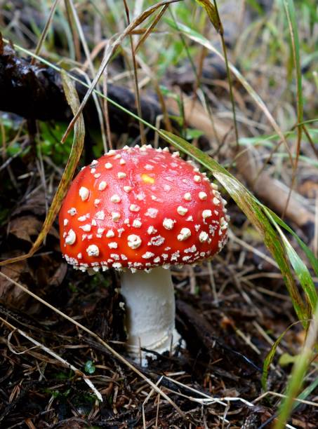 Best Death Cap Mushroom Stock Photos, Pictures & Royalty-Free Images ...