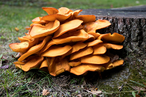 Jack O’Lantern, mushroom growing wild on a tree stump.