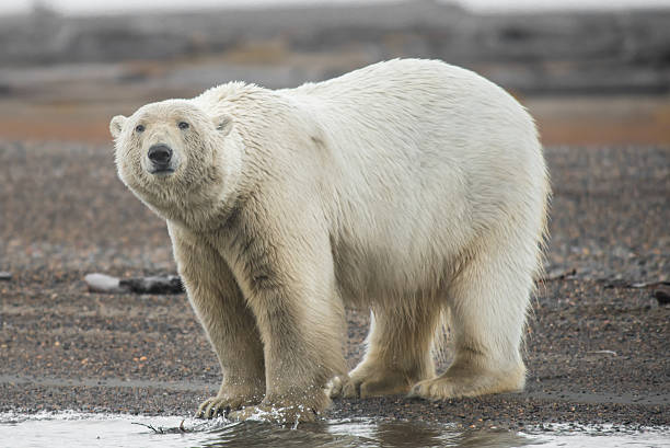 Polar Bear Close Up on Arctic Shore stock photo