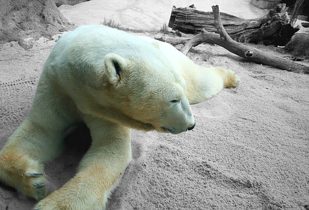 Polar bear close up portrait stock photo