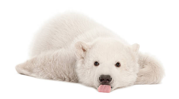 Polar bear cub against white background Polar bear cub, Ursus maritimus, 3 months old, lying against white background animal tongue stock pictures, royalty-free photos & images