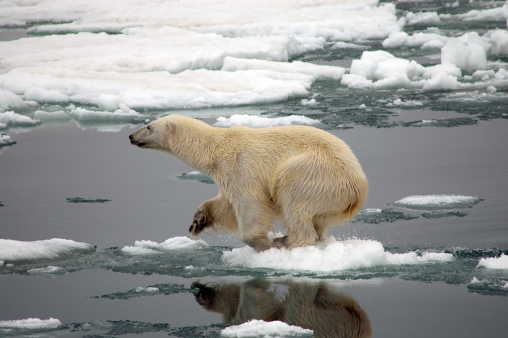 A large polar bear getting ready jump of a small piece of ice. Picture taken on Svalbard.