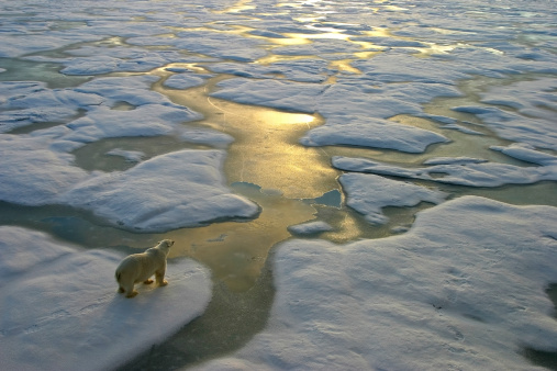 Polar bear on a wide surface of ice in the russian arctic close to Franz Josef Land.The light a