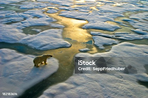 istock Polar bear on ice close to golden glittering water 182183614