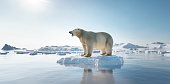 istock Polar bear on ice floe. Melting iceberg and global warming. 1264116777
