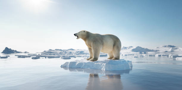 polar bear on ice floe. melting iceberg and global warming. - climate change imagens e fotografias de stock