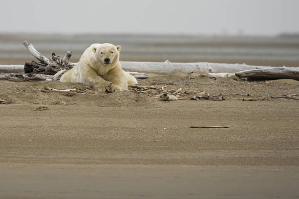 Polar Bear on Land Laying Down Looking at Viewer stock photo