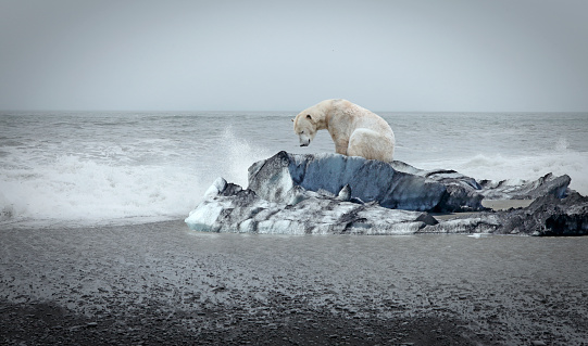 Lonely polar bear on the floe and open sea behind