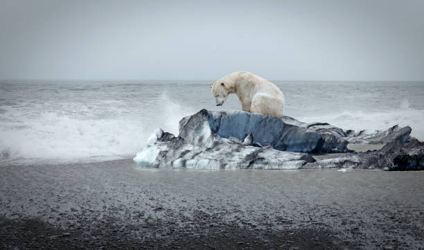Polar bear on the floe Lonely polar bear on the floe and open sea behind climate change stock pictures, royalty-free photos & images