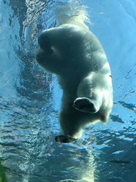 Polar bear stock photo