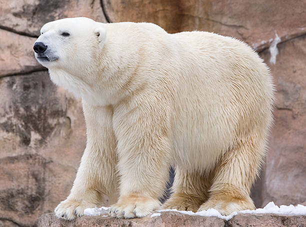 Polar bear (standing) stock photo